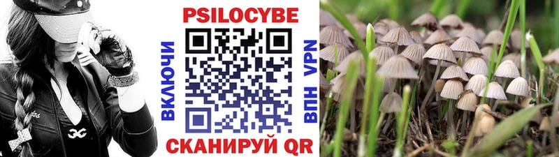 Галлюциногенные грибы Psilocybine cubensis  Барыш 